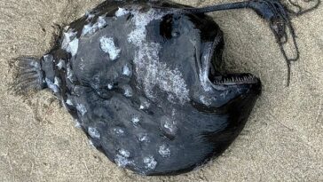 Los visitantes de Cannon Beach vieron el cuerpo sin vida de un pez negro medianoche con una boca grande llena de dientes afilados tirado en la arena blanca.
