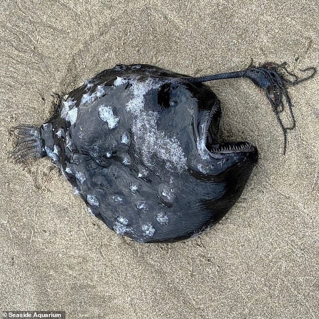 Los visitantes de Cannon Beach vieron el cuerpo sin vida de un pez negro medianoche con una boca grande llena de dientes afilados tirado en la arena blanca.