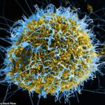 Científicos chinos han diseñado un virus para contener partes del Ébola (en la foto) en un laboratorio que mató a un grupo de hámsteres en sólo tres días.