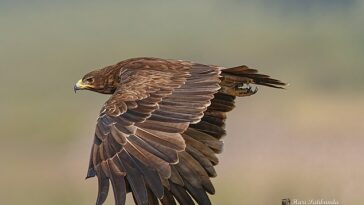 Cada primavera, miles de águilas moteadas realizan el arduo viaje desde el este de África y Grecia hasta el sur de Bielorrusia para reproducirse.