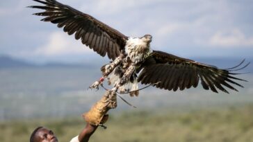 Fotos: Santuarios de Kenia se esfuerzan por salvar a las aves rapaces de la extinción