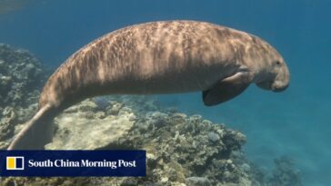 'KO climático' cuando los gentiles dugongos de Tailandia mueren en el mar de Andamán