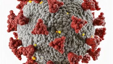 Un médico especialista en enfermedades infecciosas le dijo a DailyMail.com que las nuevas mutaciones en las 'proteínas de pico' del coronavirus han hecho que una nueva variante de la enfermedad pandémica sea menos capaz de penetrar e infectar las células humanas.  Arriba, un modelo 3D de covid-19 con sus infames proteínas de pico (rojo)