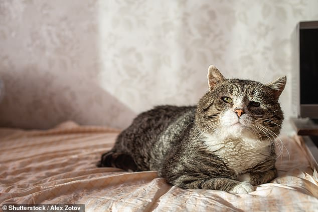 Dicen que los gatos tienen nueve vidas.  Pero ahora, los dueños pueden calcular exactamente cuánto tiempo más se espera que viva su querida mascota (imagen de archivo)