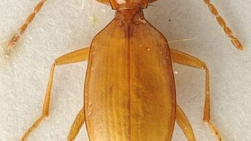 Los expertos zoológicos rechazaron una solicitud para cambiar el nombre de 'Anophthalmus hitleri', un insecto que lleva el nombre de Adolf Hitler en 1937.