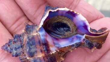 La razón por la que casi ninguna bandera en el mundo utiliza el color púrpura se remonta a este caracol marino depredador.