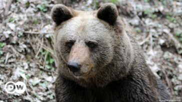 Santuario alemán acogerá al oso que mató al corredor italiano