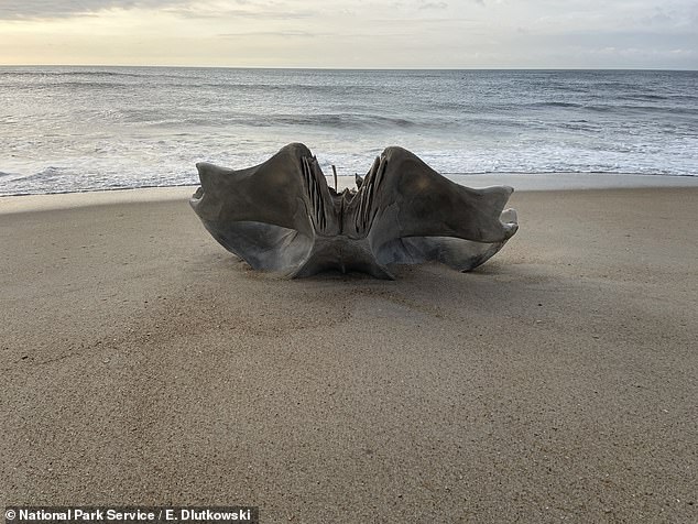 Los dientes aparentemente afilados en el misterioso cráneo de la ballena jorobada eran probablemente una región cortada que conecta el cráneo con otra parte del cuerpo, ya que las ballenas jorobadas se alimentan por filtración y usan una estructura llamada barbas en lugar de dientes para aspirar plancton y algas para sus comidas