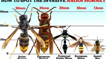 Se revelan los puntos críticos de avispas asiáticas: el mapa interactivo muestra la lista completa de áreas en riesgo; como advierten los expertos, el Reino Unido se verá afectado por cifras récord este verano