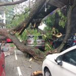 Un muerto al caer un árbol en Kuala Lumpur, afectando a 17 vehículos y a la vía del monorraíl