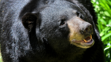 Un oso arrastró a una víctima de un accidente automovilístico a un bosque en EE. UU., dice la policía