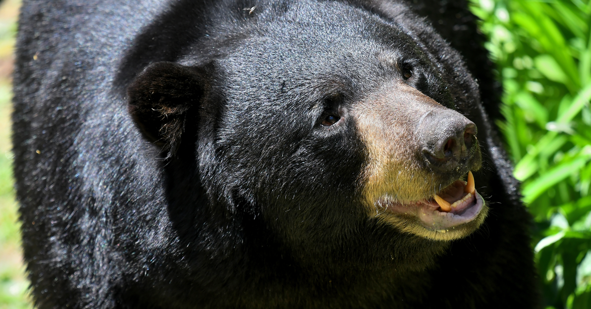 Un oso arrastró a una víctima de un accidente automovilístico a un bosque en EE. UU., dice la policía
