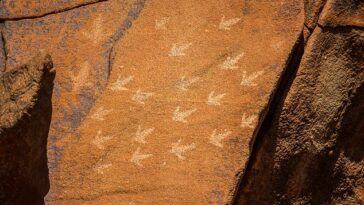 Un empleado de Murujuga Aboriginal Corporation en WA advirtió a los miembros de la junta directiva que los propietarios tradicionales estaban siendo suspendidos de un programa de monitoreo clave para la apuesta por incluir la galería de arte rupestre más grande y antigua del mundo (en la foto) en la Lista del Patrimonio Mundial.