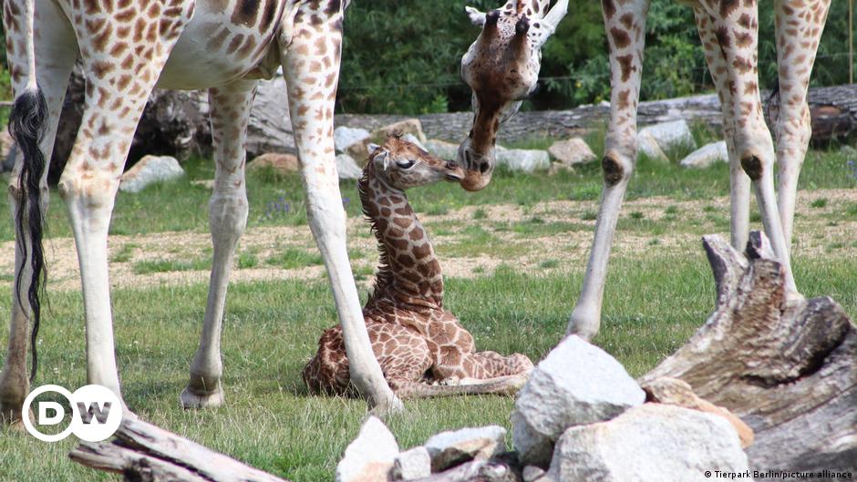 Alemania: Nace una rara jirafa Rothschild en el zoológico de Berlín
