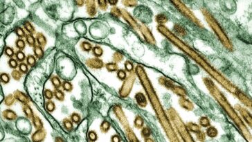 Cepa de gripe aviar nunca antes detectada en humanos mata a un hombre en México, dice la OMS