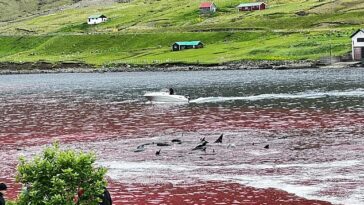 El agua se volvió roja con la sangre de los animales cuando fueron cortados y apuñalados después de ser retenidos en una parte ineludible del puerto de Hvannasund, un pueblo en la costa oeste de Viðoy.