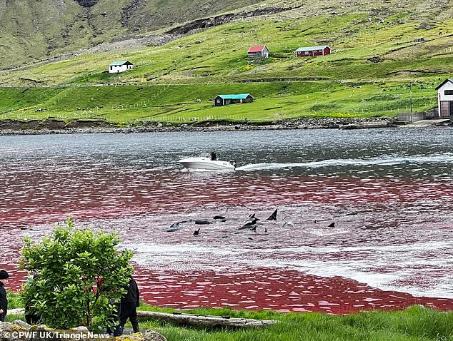 El agua se volvió roja con la sangre de los animales cuando fueron cortados y apuñalados después de ser retenidos en una parte ineludible del puerto de Hvannasund, un pueblo en la costa oeste de Viðoy.