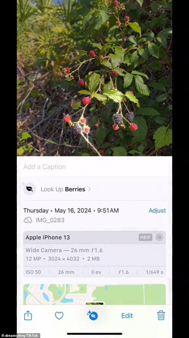 Los usuarios de iPhone pueden identificar una planta o un animal tomándole una foto con la cámara del dispositivo, haciendo clic en el botón de información después de abrir la foto y presionando Buscar hacia arriba.