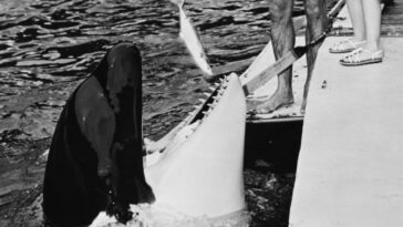 Orca residente: ¿Qué pasó con la orca Lolita?