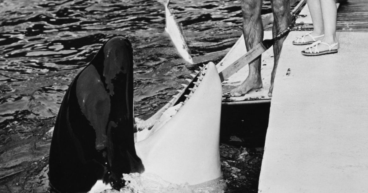 Orca residente: ¿Qué pasó con la orca Lolita?
