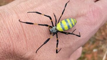 Los informes han sugerido que la araña Jorō es más grande que una mano humana, pero mide hasta cuatro pulgadas con las patas extendidas.