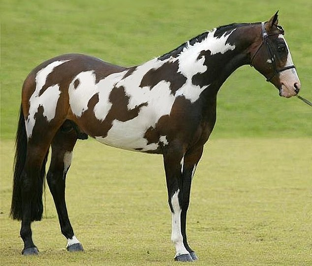 Un nuevo acertijo afirma que sólo las personas muy inteligentes pueden detectar un segundo caballo con el pelaje del semental