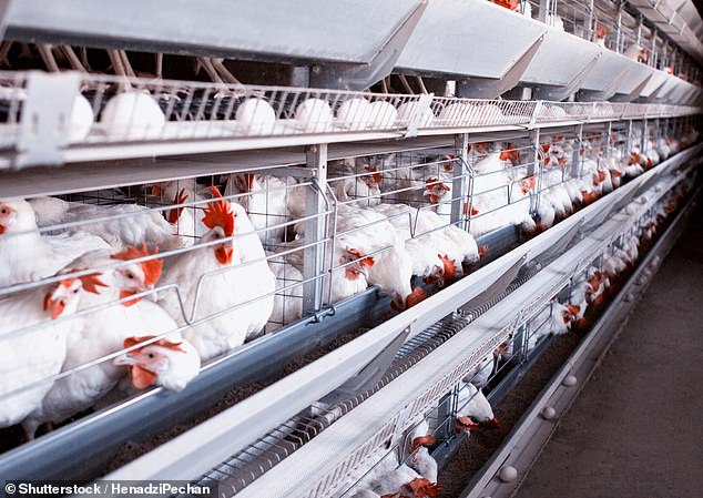 El CDC informó que cuatro trabajadores avícolas contrajeron la gripe aviar mientras trabajaban en una granja de gallinas ponedoras comerciales en Colorado. El viernes se confirmaron tres casos y se cree que una persona tiene H5N1, también conocida como gripe aviar, pero los resultados aún están pendientes