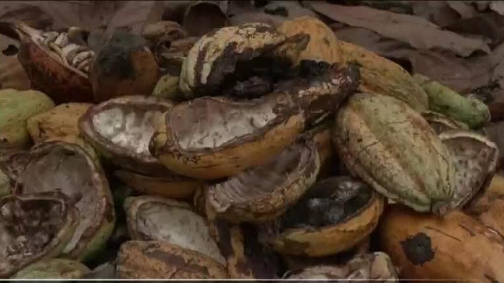 El 81% de la cosecha de cacao de Ghana está infectada con la enfermedad del grano
