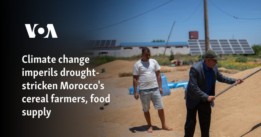 El cambio climático pone en peligro a los productores de cereales y el suministro de alimentos de Marruecos, afectados por la sequía
