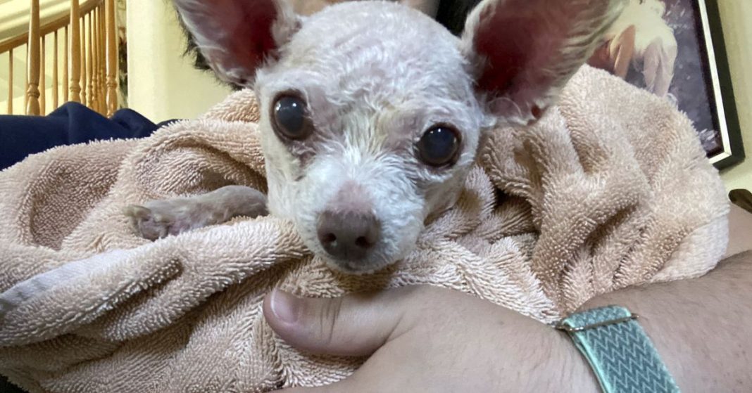 El perro Gizmo desapareció en Las Vegas en 2015. Lo encontraron con vida 
