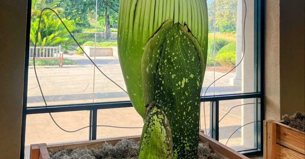 Esta planta está a punto de apestar todo un jardín botánico.
