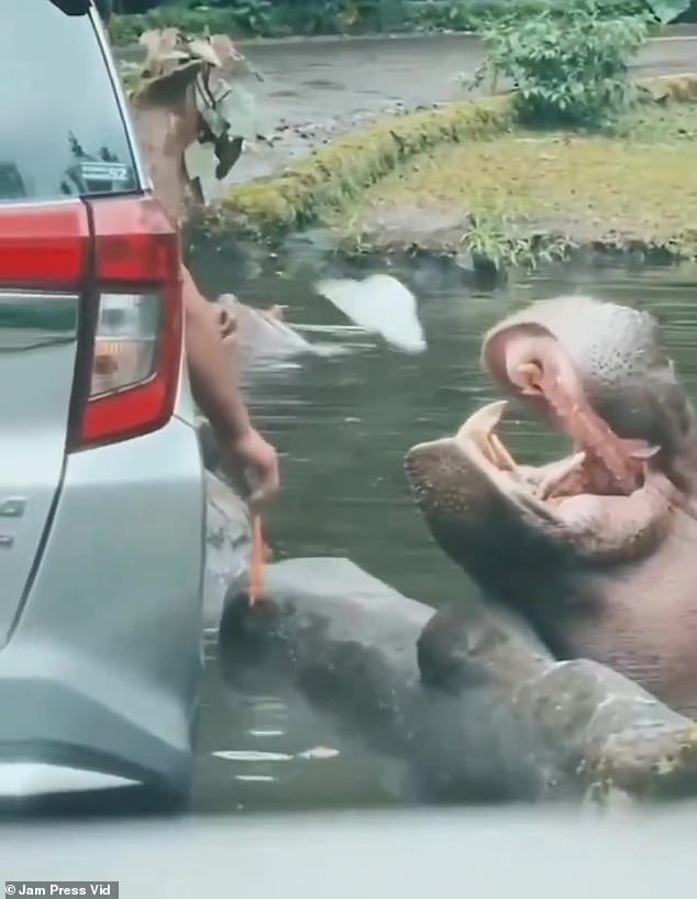 Se puede ver al hombre colgando una zanahoria cerca de la boca del hipopótamo en el parque safari Taman en Bogor, Indonesia, antes de arrojarle una bolsa de plástico.