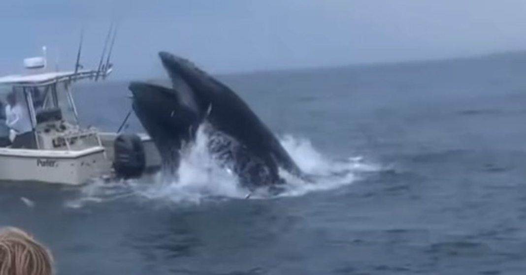 Increíble visión del destructivo choque entre una ballena y un barco
