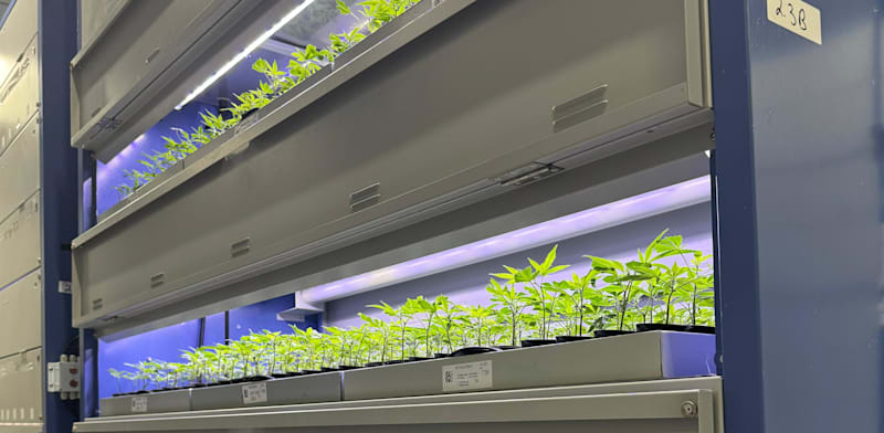 MedicannX aeroponic cultivation of cannabis credit: MedicannX