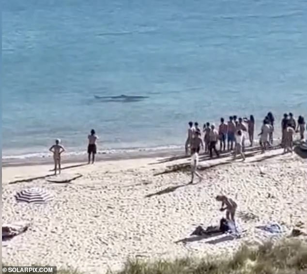 Un tiburón causó pánico entre los amantes del sol en una playa abarrotada de La Coruña, España, después de acercarse a la costa.