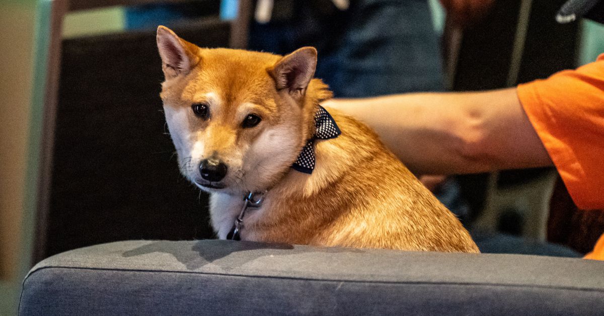 Photo of Peanut Butter, a shiba inu wearing a polka dot bow tie looking at the camera sitting on a gray sofa.