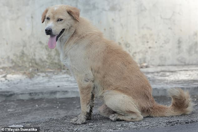 Los investigadores querían ver si el perro doméstico (Canis familiaris, en la foto) tiene un cerebro excepcionalmente pequeño en comparación con otras especies de la familia de los cánidos, incluidos los lobos, los coyotes y los chacales.