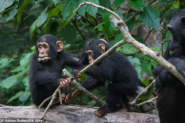 Los investigadores ahora creen que los chimpancés (imagen de archivo en la foto) y potencialmente otros simios son capaces de hablar como los humanos.