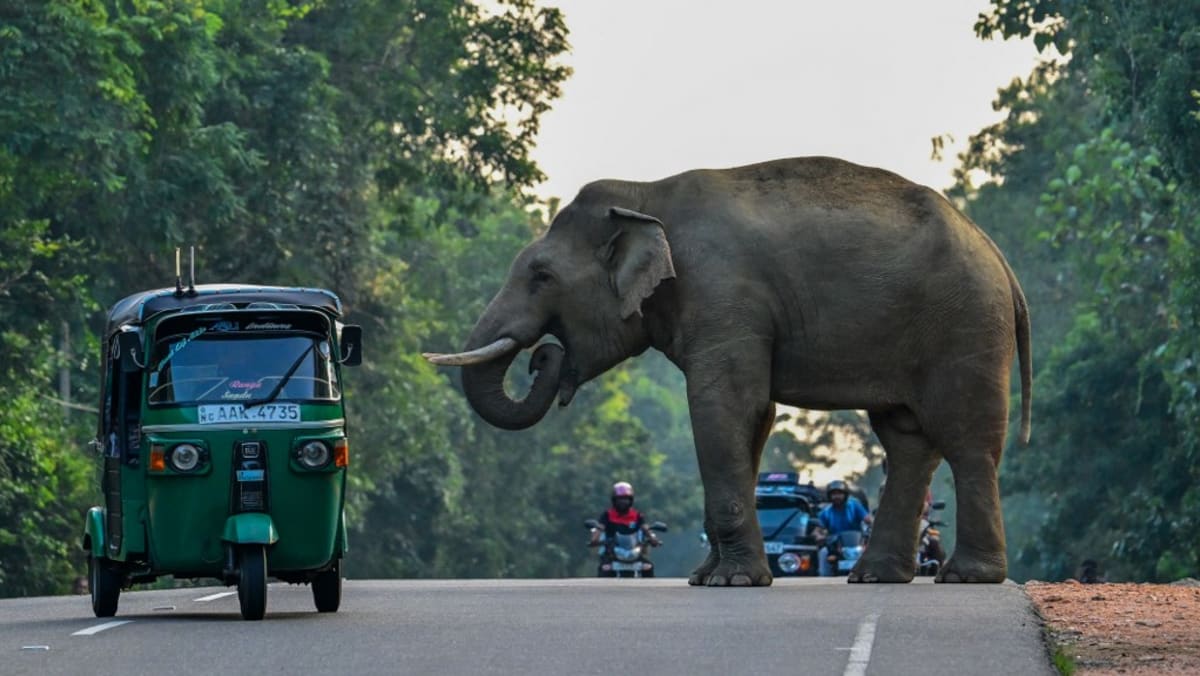 Los peregrinos de Sri Lanka huyen mientras un elefante se descontrola
