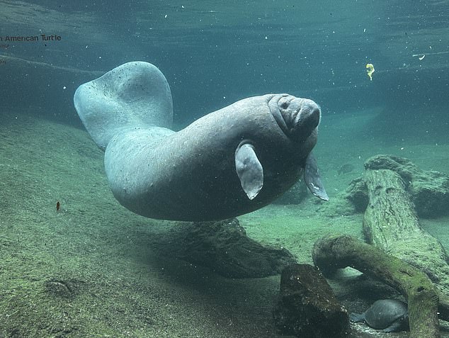 Los manatíes, también llamados vacas marinas, pueden migrar cientos de millas desde la costa de Florida en busca de alimento.