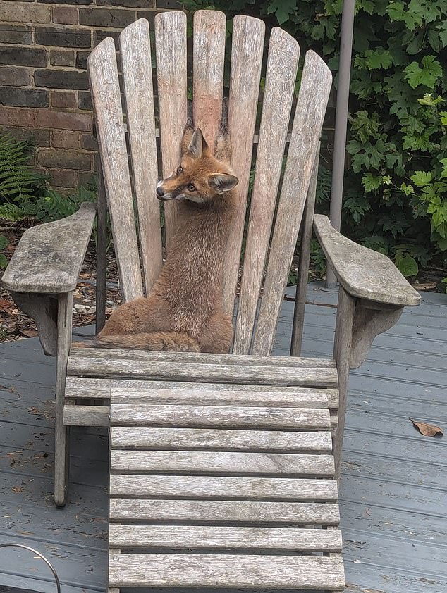 Un cachorro de zorro necesitaba la ayuda de un rescatista de RSPCA después de que sus patas quedaron atrapadas entre los listones de una silla de jardín de madera.