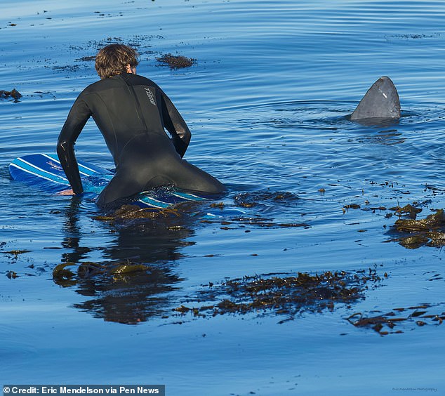 Los surfistas de California pensaron que estaban a centímetros de la muerte cuando un 