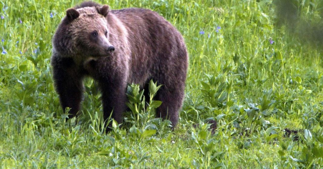 Un hombre mata a un oso pardo que lo atacó mientras recogía bayas
