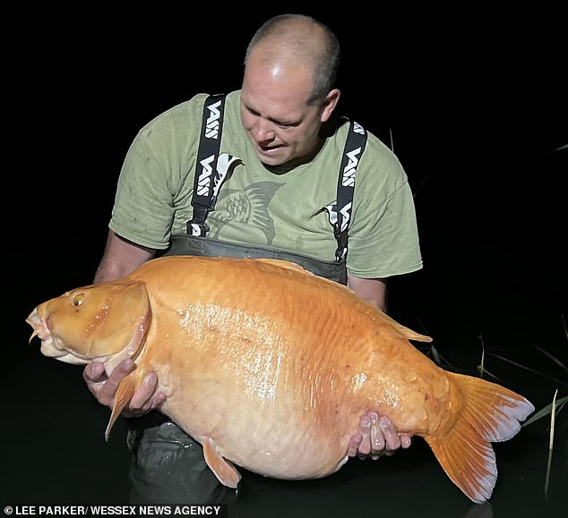 Lee Parker, de Banbury, en Oxford, fotografiado junto a lo que se cree que es el pez dorado más grande del mundo