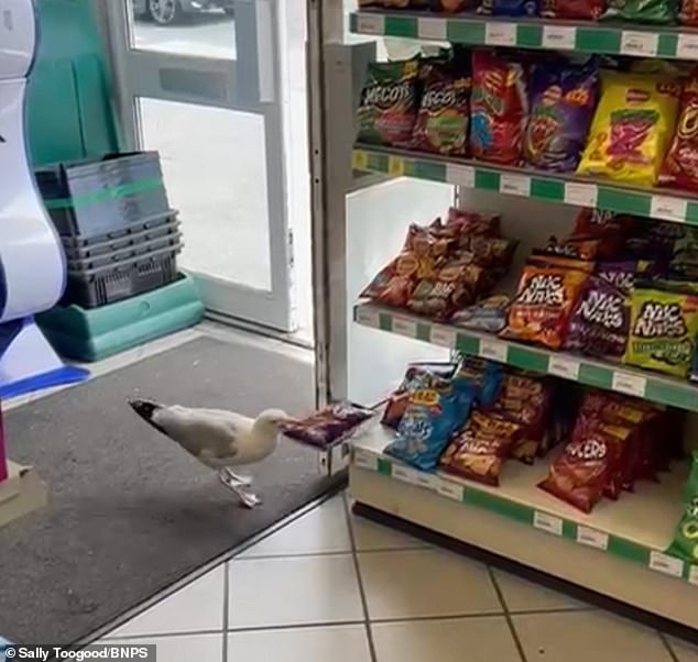 Se ve a Steven, la gaviota, robando un paquete de patatas fritas del estante de una tienda.