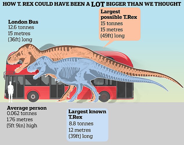 El T. Rex podría haber pesado hasta 15 toneladas, en comparación con las estimaciones actuales de 8,8 toneladas. Y también podría haber sido un 25 por ciento más largo, alcanzando los 15 metros en lugar de los 12.