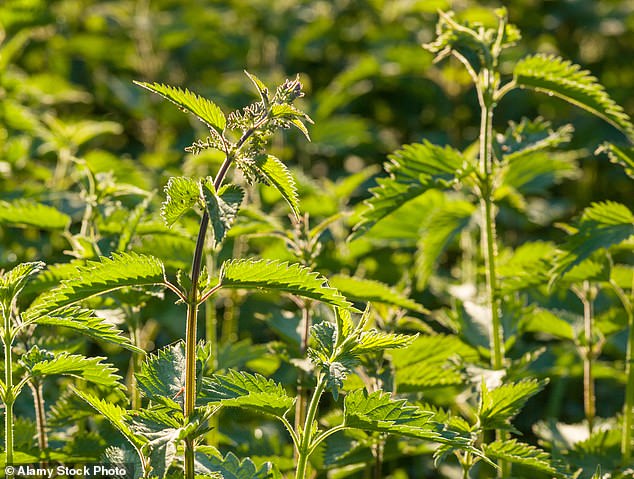 Los científicos afirman ahora que, si le pica una ortiga, utilizar una hoja de lechuga podría ser tan bueno como una hoja de acedera para reducir el dolor.