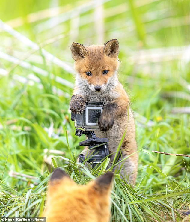 ¡Di patata! Este adorable bebé zorro sostiene una cámara GoPro y parece que está a punto de tomarle una foto a su amigo.