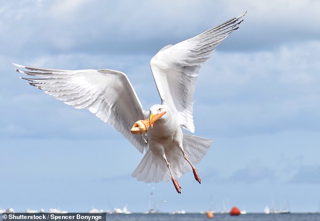 Cualquier persona con sentido común sabe que es buena idea proteger la comida cuando se está en la playa. Pero, aunque las gaviotas pueden robarte las patatas fritas (o incluso el helado), en realidad prefieren el marisco, según un estudio