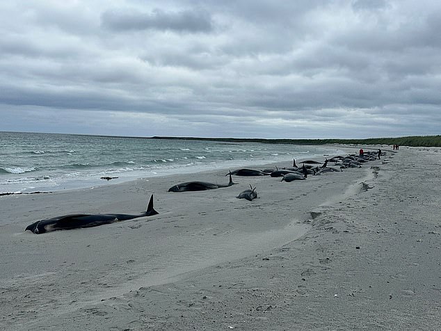 77 ballenas piloto aparecieron esta mañana en las orillas de la playa de Tresness en la isla de Sanday en Orkney, Escocia